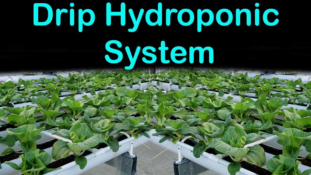 Drip Hydroponic System
